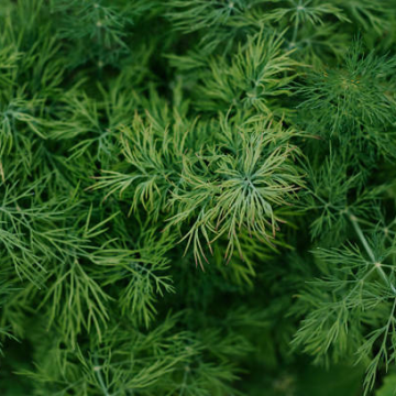 Dill