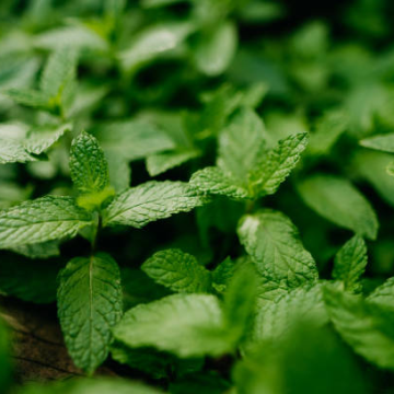 Mint