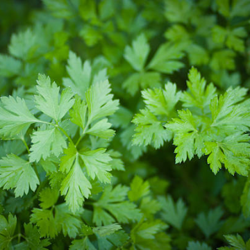 Parsley