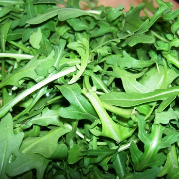 Rocket (Arugula)