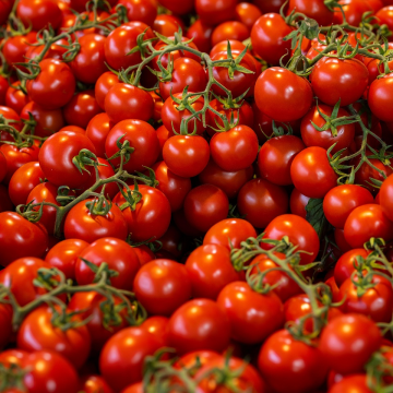 Tomatoes