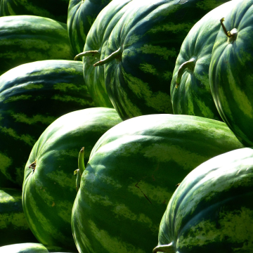 Watermelon