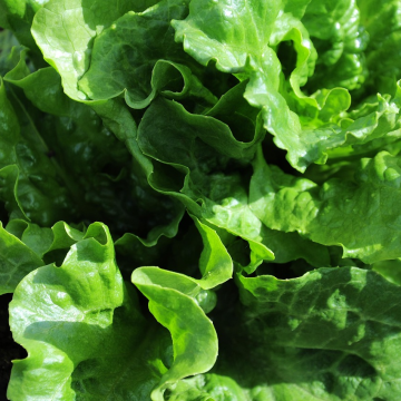 Lettuce