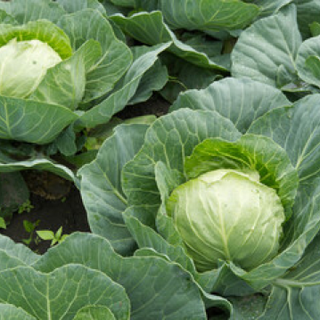 Cabbage