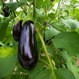 Eggplant