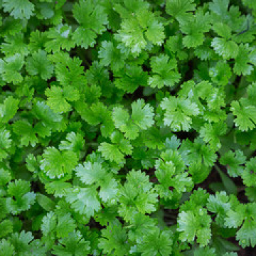 Coriander