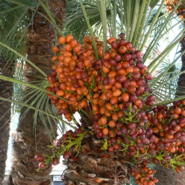 Dates