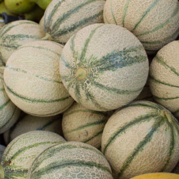 Cantaloupe/Melon